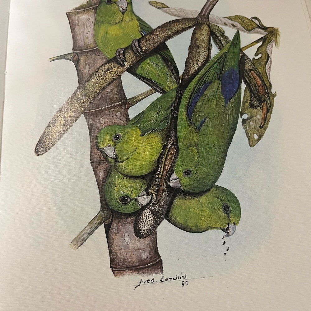 Brazil Book/Bilingual Birds of Mantiqueira Mountains